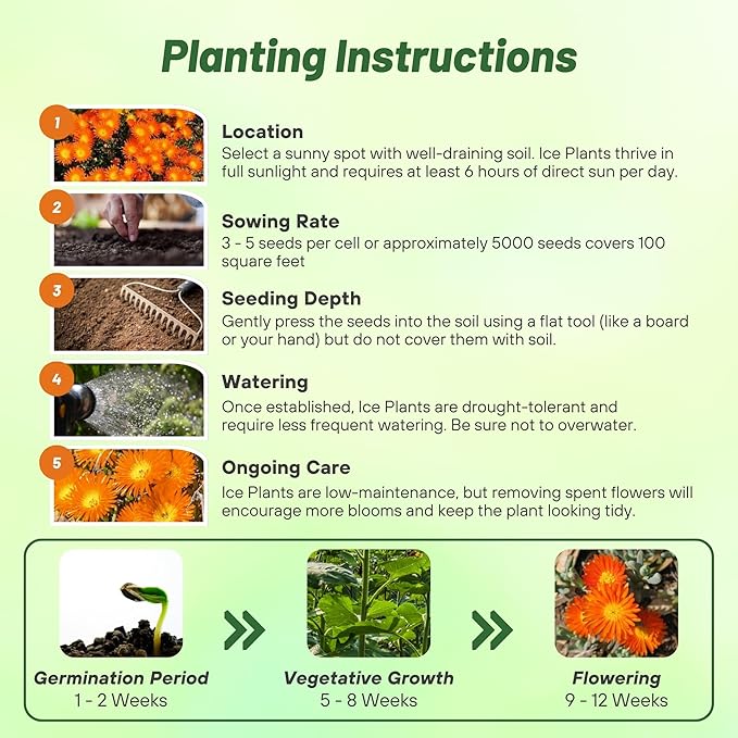 Outsidepride Gelato Orange Ice Plant Seeds - 5000 Pcs Perennial, Drought Tolerant Ground Cover Seeds for Planting Vibrant Trailing Blooms, Ideal for Sunny Gardens & Xeriscape Landscaping