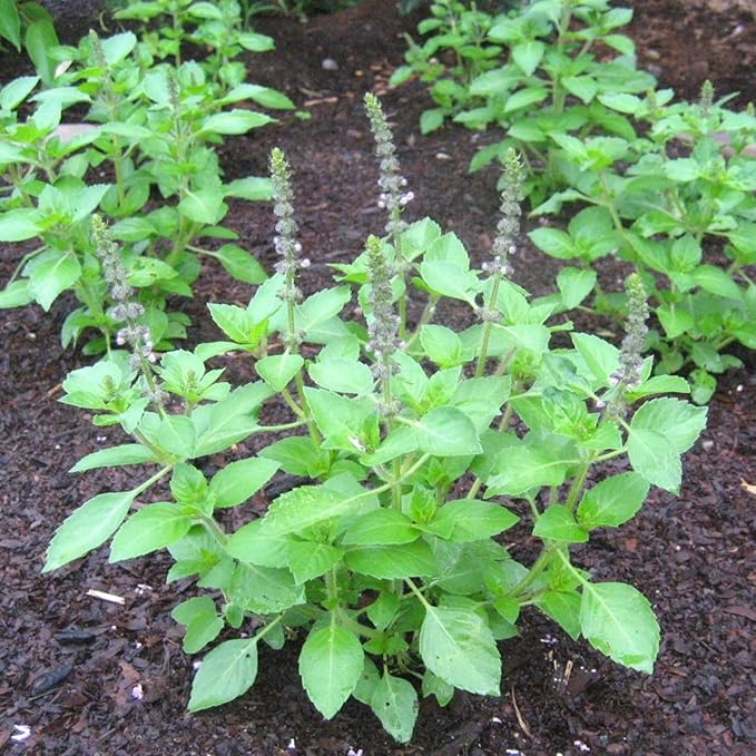 Holy Basil Plant, Herb Plant Seedlings, 4 Inches Pot, Green Basil Plant Pot Planting Outdoor
