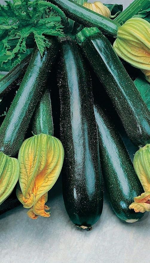 NIKA SEEDS - Seeds Vegetable Zucchini Black Beauty - 30 Seeds