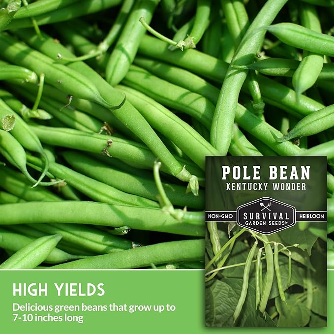 Survival Garden Seeds - Kentucky Wonder Pole Bean Seed for Planting - 3 Packets with Instructions to Plant and Grow Green Snap Beans in Your Home Vegetable Garden - Non-GMO Heirloom Variety