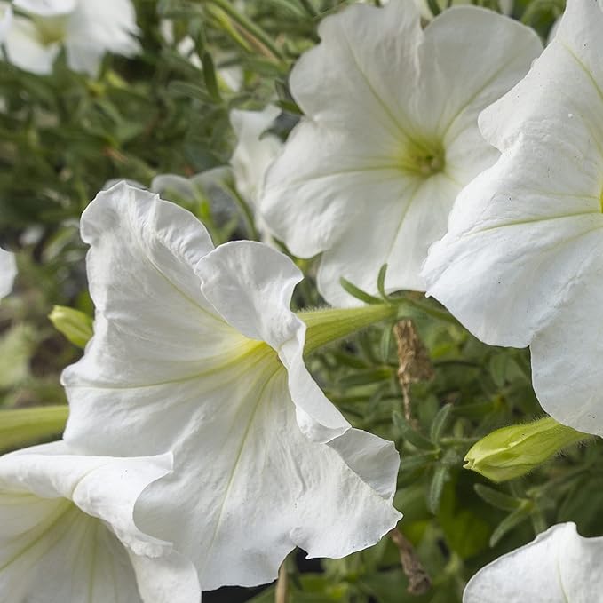 Park Seed Morning Glory Vine Flower Plant Seeds, Easy to Grow, Perfect for Spring Garden, Moonflower, Pack of 25