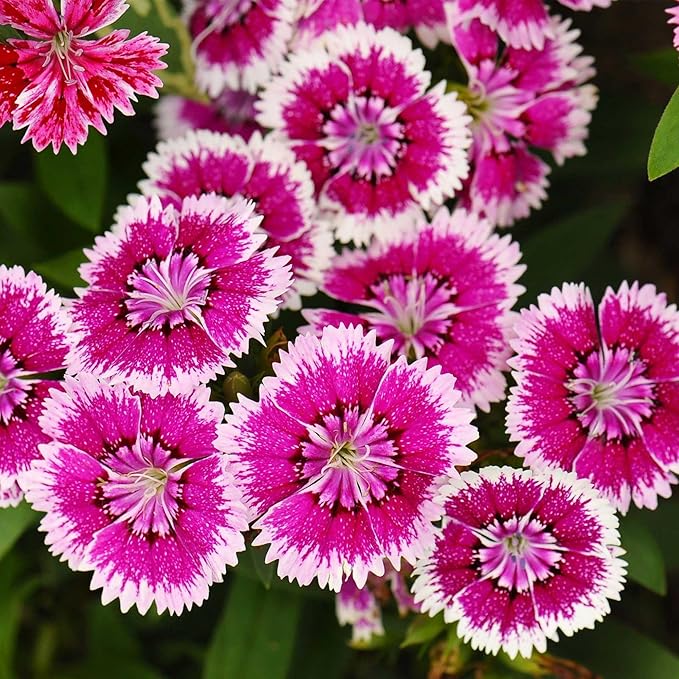 Dianthus Floral Lace Series Violet Picotee ~25 Seed – Dianthus chinensis x barbatus – Non-GMO, Annual/Biennial – Pelleted Flower Seeds – 8–10" Tall – Full Sun – 105–112 Days – Ornamental Bedding Plant