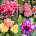 Mixrug 5pcs Colorful Desert Rose Seeds for Planting, Rare Beauty Desert Rose Flower Seeds, Heirloom Non-GMO Home Garden Pretty Rosa Flowers Plants in Outdoors