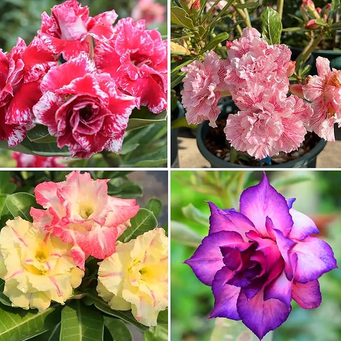 Mixrug 5pcs Colorful Desert Rose Seeds for Planting, Rare Beauty Desert Rose Flower Seeds, Heirloom Non-GMO Home Garden Pretty Rosa Flowers Plants in Outdoors