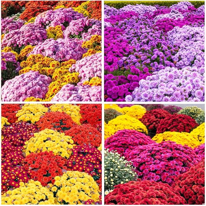 300+Mixed Color Mums Chrysanthemum Seeds for Planting-Perennial Hardy Chrysanthemum Flower Seeds Ground Cover Landscape