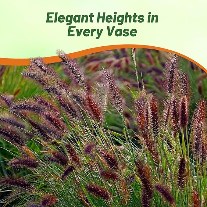 Outsidepride Pennisetum Thunbergii Red Buttons Ornamental Grass Seeds - 50 Pcs Perennial, Drought Tolerant Fountain Grass with Red Feathery Plumes for Low Maintenance Xeriscaping & Flower Arrangements