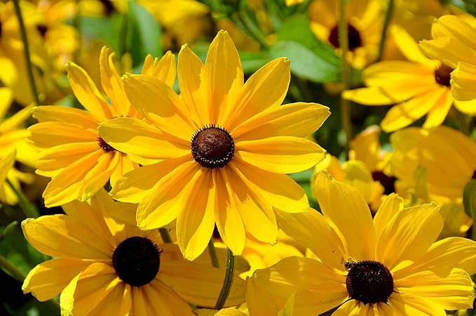 Perennial Flower Seeds Collection, 1500 Seeds, 4 Heirloom Non-GMO Varieties, Shasta Daisy, Black Eyed Susan, Lupine, Purple Cone Flower.