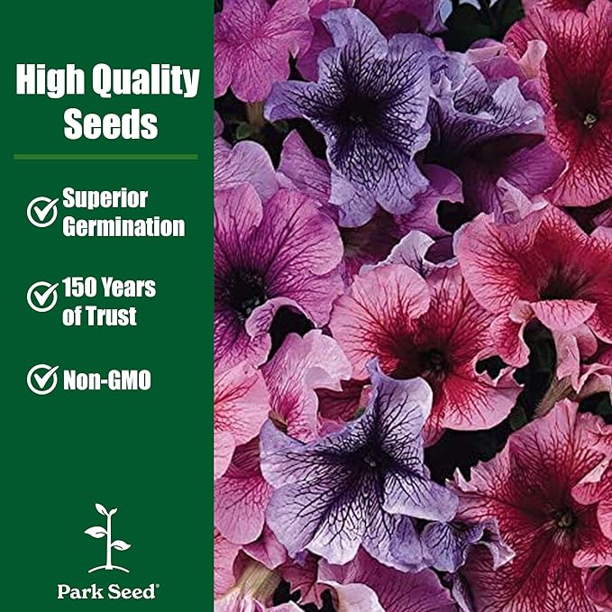 Park Seed Evening Scentsation Petunia – Fragrant Indigo 2.5-Inch Blooms with Mounding and Trailing Habit, Butterfly-Attracting, Heat Tolerant for Containers, Baskets, or Beds – Pack of 10