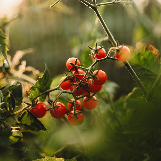 Texas Tiny Tomato - 50 Seeds - Rare Heirloom Cherry Tomato, Non-GMO, Heirloom Mini Tomato Seeds for Planting Outdoors in The Home Garden, Thresh Seed Company