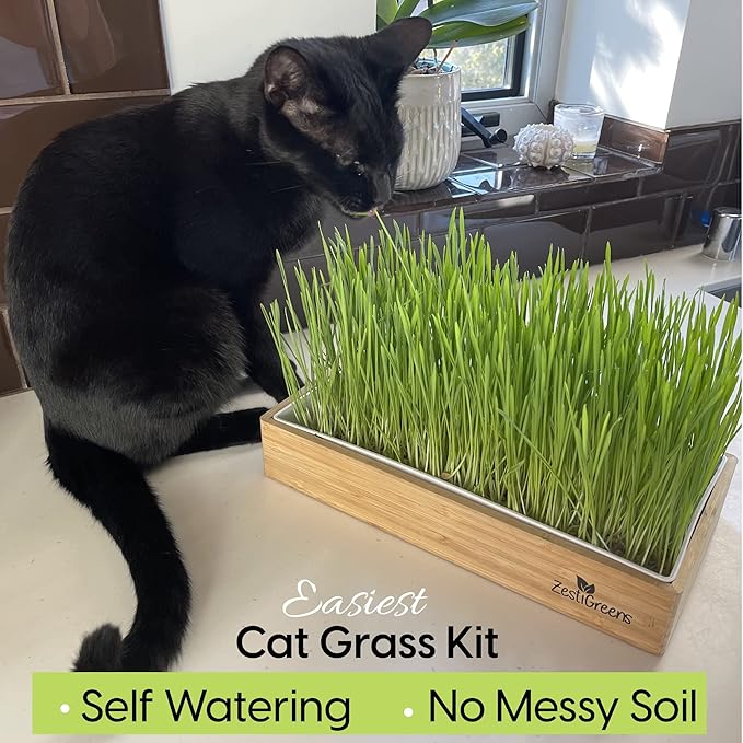 Cat Grass Refills for Self Watering Cat Grass Kit - 4 Mats and 4 Cat Grass Seed Packets (Refill Kit)