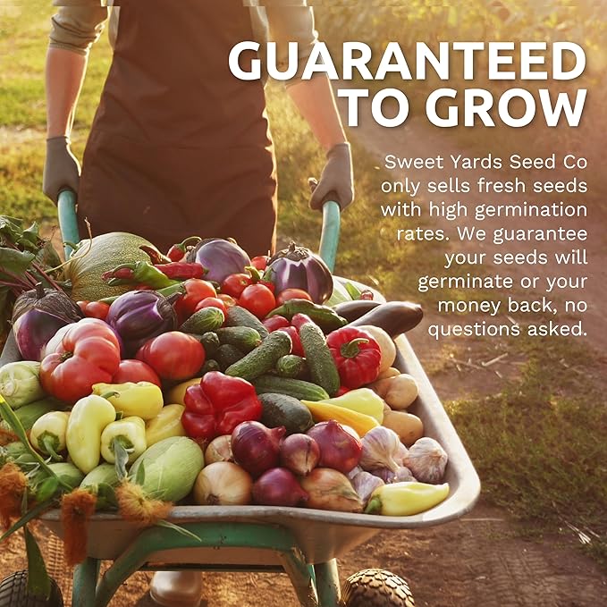 Organic Celery Seeds ‘Tall Utah’ – Two Seed Packets! – Over 1,926 Open Pollinated Heirloom Non-GMO Seeds – Sweet Yards Seed Co.