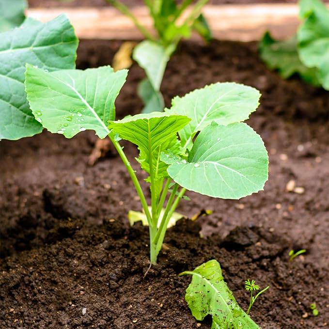 Seed Needs Kohlrabi Seeds for Planting Purple Vienna Kohlrabi Crops - Non-GMO Heirloom & Untreated Vegetable Seed to Plant an Outdoor Heirloom Home Grown Veggie Garden (1 Pack)