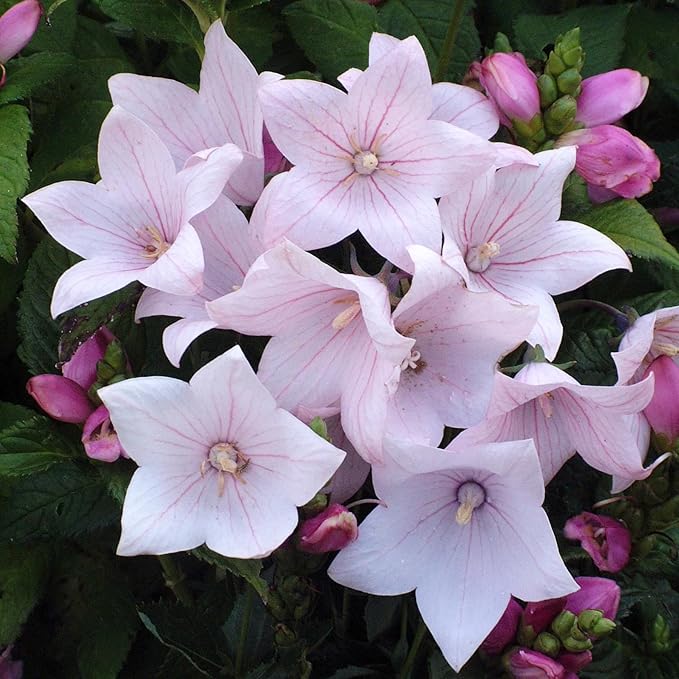 300+ Seed Platycodon Balloon Bellflower Flower Mix for Planting Outdoors Perennial Non-GMO Heirloom