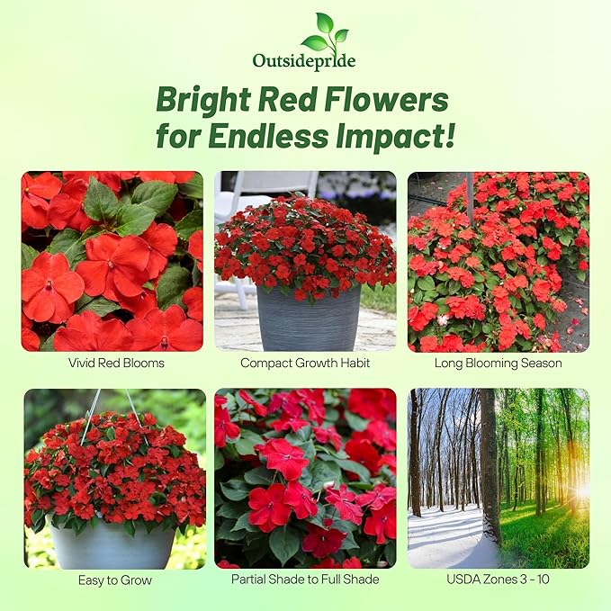 Outsidepride Beacon Red Bright Impatiens Flower Seeds - 75 Pcs Annual, Compact & Pollinator Friendly, Impatiens Seeds for Planting w/Vibrant, Abundant Blooms for Shade Gardens & Container Displays