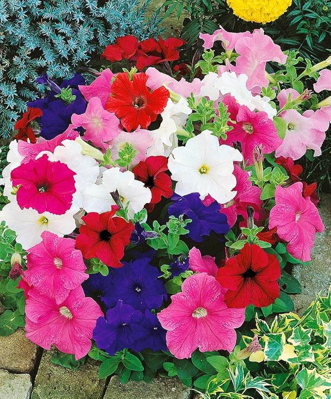 KIRA SEEDS - Seeds Petunia Triumph Rainbow Mix - Annual Flowers for Planting - GMO Free