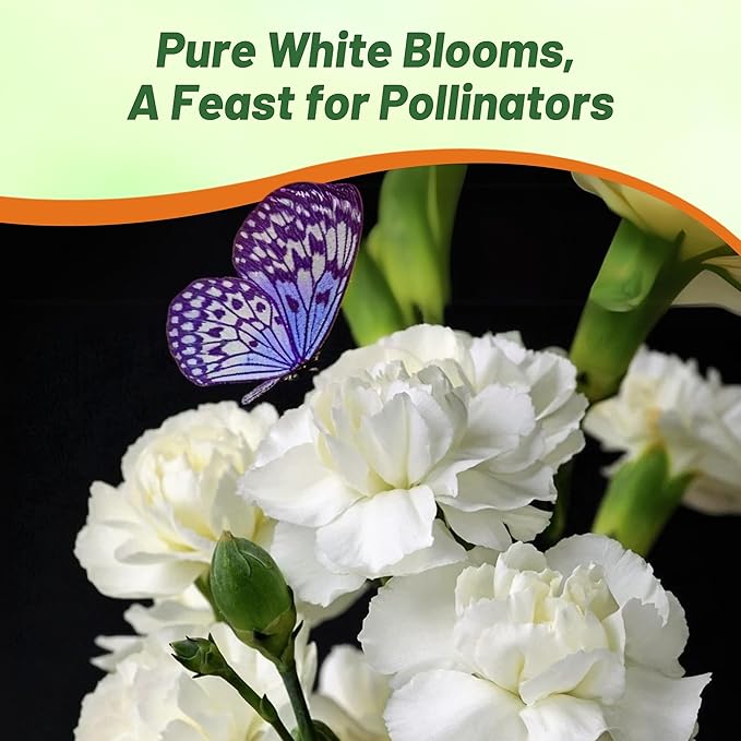 Outsidepride White Carnation Seeds - 2000 Pcs Biennial, Easy to Grow Flower Seeds for Planting with Fragrant Blooms, Ideal for Pollinators, Cutting Gardens, Bouquets, & Floral Arrangements