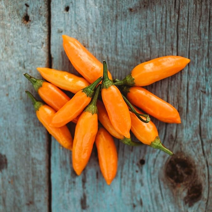 Aji Amarillo Peruvian Chile Pepper - 25 Seeds - Heirloom & Open-Pollinated Variety, USA-Grown Chili Seeds, Non-GMO Vegetable Seeds for Planting Outdoors in The Home Garden, Thresh Seed Company