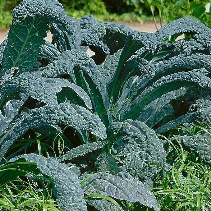 Lacinato Kale Vegetable Garden Seed- 4 Oz ~32,000 Seeds - Non-GMO, Heirloom Gardening & Microgreens Seeds - Aka Dinosaur Kale