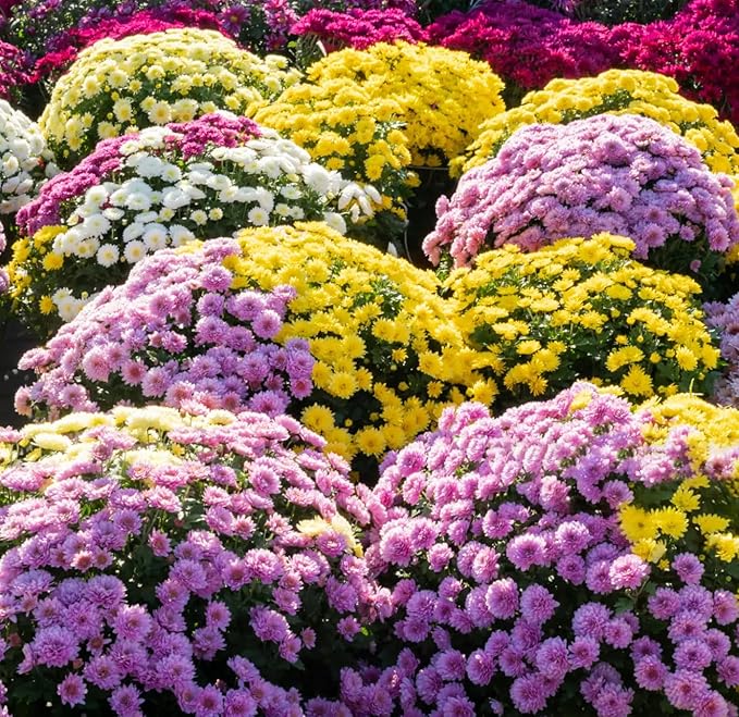 300+Mixed Color Mums Chrysanthemum Seeds for Planting-Perennial Hardy Chrysanthemum Flower Seeds Ground Cover Landscape