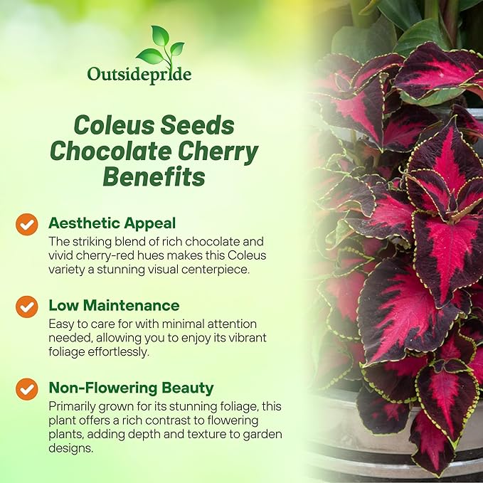 Outsidepride Chocolate Cherry Coleus Seeds for Planting - 10 Pcs Annual, Compact, & Easy to Grow, Flower Seeds with Serrated Foliage, Ideal for Shaded Areas, Containers, Borders, & Gardens