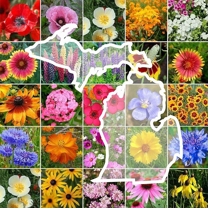 Eden Brothers Michigan Wildflower Mixed Seeds for Planting, 1 oz, 30,000+ Seeds with Cornflower, Sweet William, Cosmos | Attracts Pollinators, Plant in Spring or Fall, Zones 3, 4, 5, 6, 7, 8, 9, 10