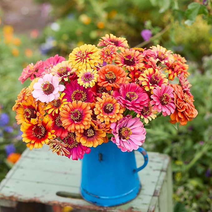 Eden Brothers Zinnia Seeds - Carrousel Mixed, Non-GMO Seeds for Planting, 1/4 lb | Low-Maintenance Flower Seeds, Plant During Spring, Zones 3, 4, 5, 6, 7, 8, 9, 10