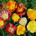 Outsidepride Ballerina Mix California Poppy Seeds - 5000 Pieces Annual, Drought-Tolerant, Self-Sowing Eschscholzia Wildflower Seeds w/Vibrant Color Blooms for Pollinator-Friendly Gardens & Borders