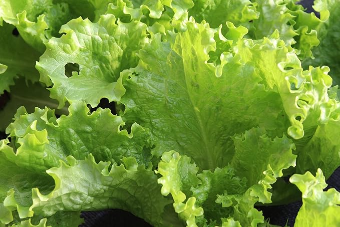 The Living Farm, Cold Hardy Lettuce Seed Collection, Non GMO, Hierloom, Open Pollinated, 2400mg of Seed Latuca Sativa