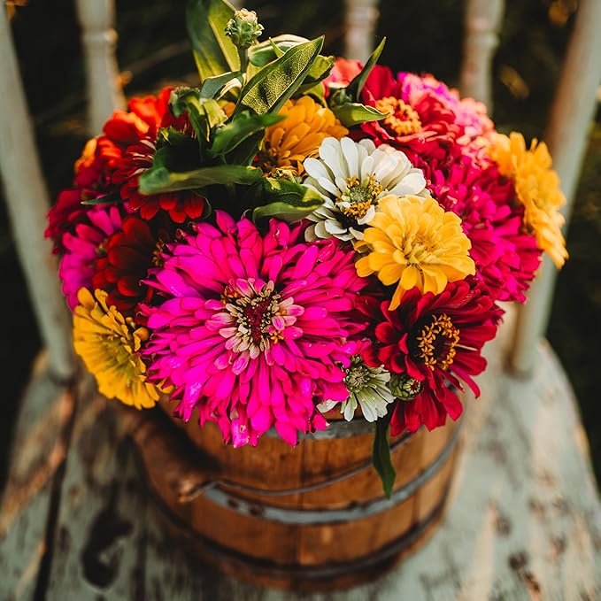 California Giants Zinnia Mix - 100 Seeds - Heirloom & Open-Pollinated Variety, Attracts Bees & Butterflies, Pollinator-Friendly Flower Seeds for Planting in The Home Garden, Thresh Seed Company