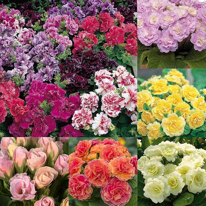302 Mixed Perennial Primrose Seeds for Planting-Fragrant Double Primula Auricula Seeds-Primula Malacoides Early Blooming Flower Seed for Gardens & Outdoor Containers