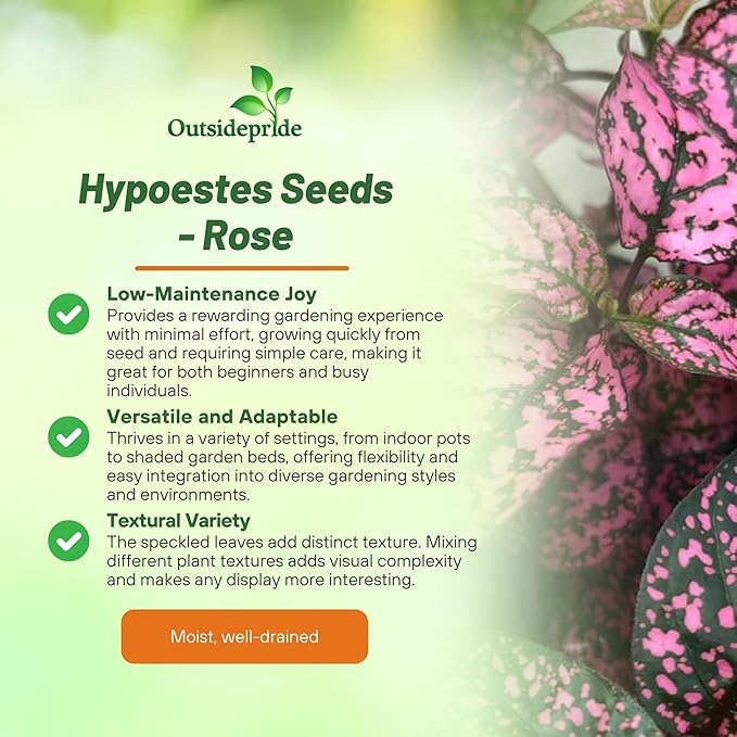 Outsidepride Splash Select Rose Hypoestes Seed for Planting - 50 Pcs Perennial Polka Dot Plant Seeds w/Variegated Foliage for Containers, Hanging Baskets, Small Gardens, Both Indoors & Outdoors