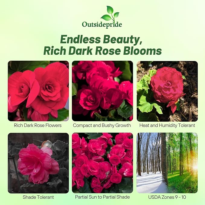 Outsidepride Dark Rose Limitless Begonia Seeds for Planting - 50 Pcs Perennial Flower Seeds with Large Blooms, Arching & Pendulous Growth Habit, for Containers, Hanging Baskets, or Landscape Plantings