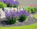 Blue Sage Seeds - Valuable Garden Salvia Flower - 2000 Seeds