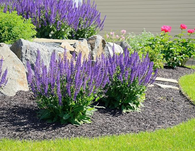 Blue Sage Seeds - Valuable Garden Salvia Flower - 2000 Seeds