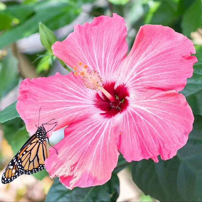 Hibiscus Flower Seeds for Planting - Exotic Plant Bonsai Seeds Giant Flower Tropical Potted Plants Seeds Non-GMO Heirloom Seeds Perennial Flower