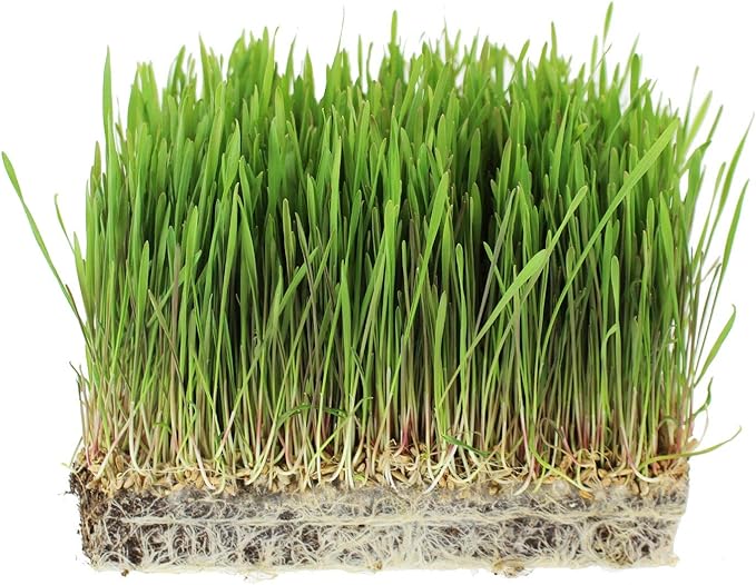 Organic Hulless Sprouting Barley - 1 Oz Packet ~875 Seeds - Non-GMO Barley Seed - Husk Removed - Excellent Germination - for Sprouts, Barleygrass, Ornamental Grass, Emergency Supply, More