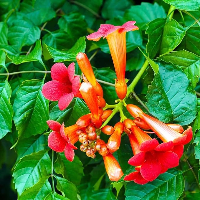 110 Hummingbird Trumpet Vine Seeds for Planting Outdoor Flowers-Trumpet Creeper Seeds Non-GMO Heirloom Pollinator Garden