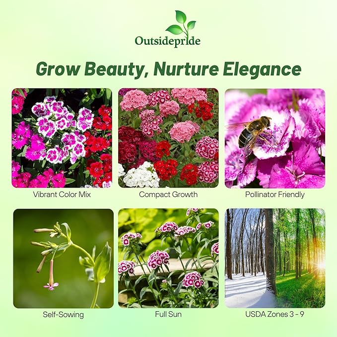 Outsidepride Sweet William Dianthus Seeds - 1 Lb. Perennial, Winter Hardy Wildflower Seeds w/Fragrant & Vibrant Blooms, Ideal for Pollinator Gardens, Cut Flowers & Colorful Landscaping