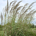 Outsidepride Erianthus Ravennae Plume Grass Seed - 250 Pcs Perennnial Hardy, Giant Ornamental Grass Seeds with Arching Gray-Green Leaves & Cream Plumes for Pampas Substitute