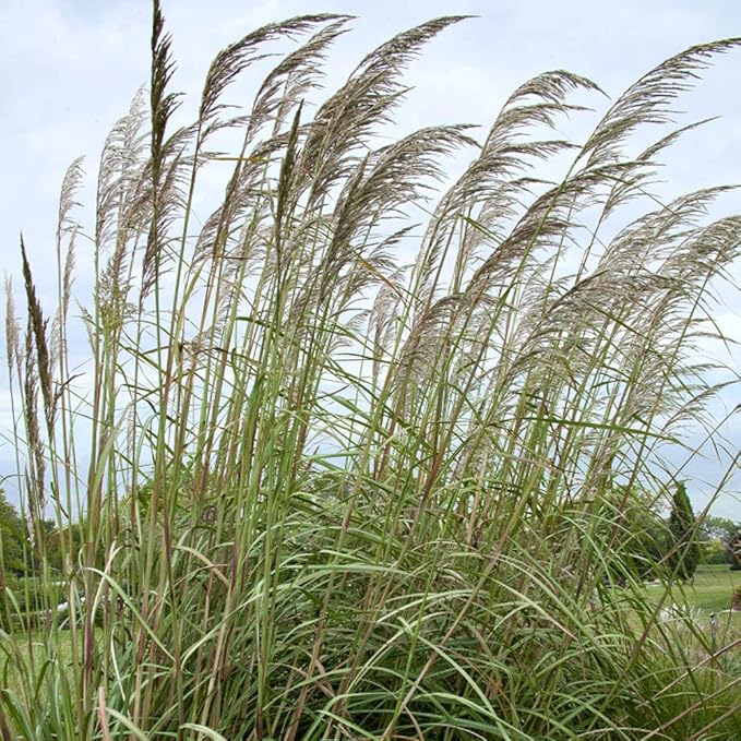 Outsidepride Erianthus Ravennae Plume Grass Seed - 500 Pcs Perennnial Hardy, Giant Ornamental Grass Seeds with Arching Gray-Green Leaves & Cream Plumes for Pampas Substitute