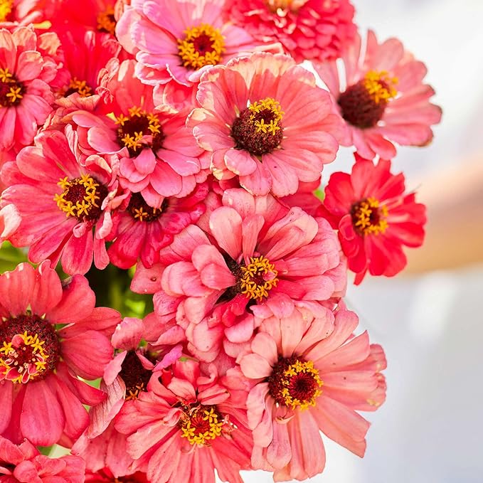 Eden Brothers Zinnia Seeds - Salmon Queen, Non-GMO Seeds for Planting, 1 oz | Low-Maintenance Flower Seeds, Plant During Spring, Zones 3, 4, 5, 6, 7, 8, 9, 10