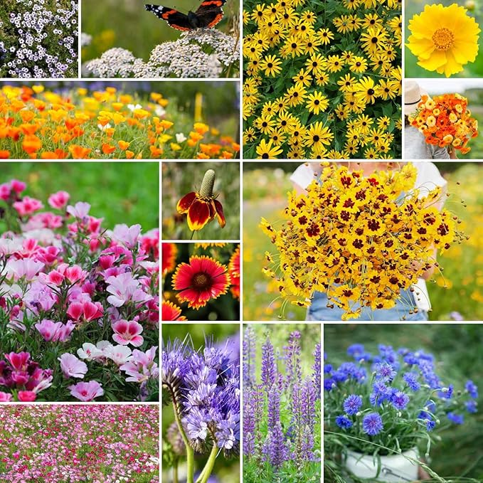 Eden Brothers Bird & Butterfly Wildflower Mixed Seeds for Planting, 25 lb, 12,000,000+ Seeds with Cosmos, Indian Blanket | Attracts Pollinators, Plant in Spring or Fall, Zones 3, 4, 5, 6, 7, 8, 9, 10