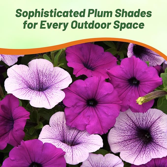 Outsidepride Plumb Pudding Mix Easy Wave Petunia Seeds - 30 Pcs. Annual, Compact & Spreading Flower Seeds for Planting Low Growing Vibrant Blooms, Ideal for Garden Beds, Baskets & Container Displays