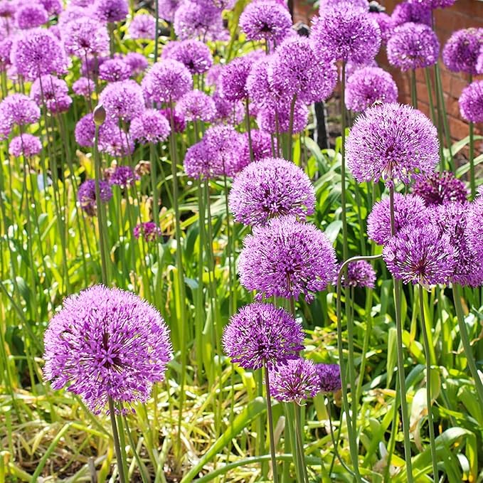 Allium Giganteum Seeds for Planting - 300+ Ornamental Onion Rabbit & Deer Resistant Drought Tolerant Perennial Flower Seeds