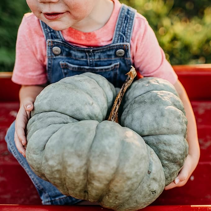 Triamble (Shamrock) Blue Pumpkin Squash - 25 Seeds - Rare Heirloom Open-Pollinated Variety, Easy-to-Grow, Non-GMO Vegetable Seeds for Planting Outdoors in The Home Garden, Thresh Seed Company