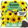 SVI 7500 Black Eyed Susan Seeds (Rudbeckia Hirta) – Black-Eyed Susan Wildflower Seed Packets Bulk, Rudbeckia – Daisy Flower Seeds for Outside & Indoor Flower Garden Containers