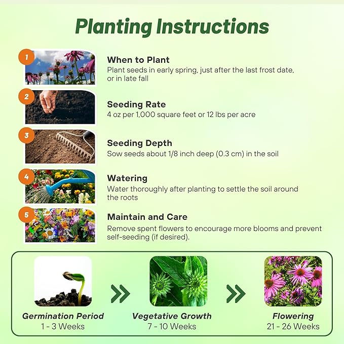 Outsidepride Purple Echinacea Coneflower Seeds - 1/4 lb Perennial, Deer-Proof & Drought Tolerant Flower Seeds with Daisy-Like Blooms for Pollinator-Friendly Gardens, Borders, & Meadows