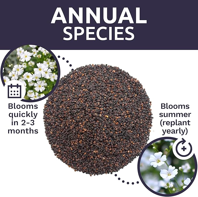 Showy Baby's Breath Seeds – Bulk Quarter Pound Bag – Over 80,000 Open Pollinated Non-GMO Wildflower Seeds – Gypsophila elegans – Quick Blooming White Flowers