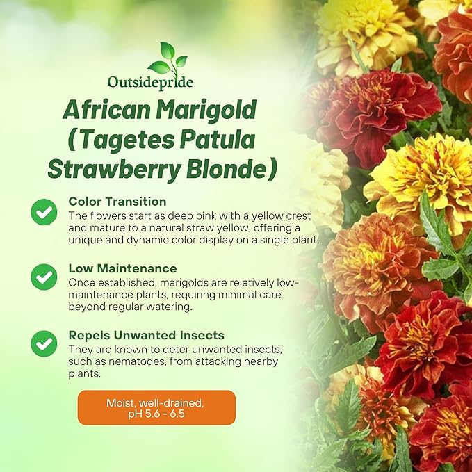 Outsidepride Strawberry Blonde French Marigold Seeds - 200 Pcs Annual, Compact, Heat & Drought Tolerant Flower Seeds for Planting w/Unique Multicolor Blooms, Ideal for Vibrant Pollinator Gardens