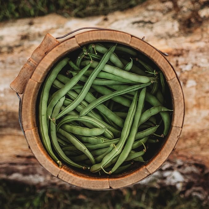 Ideal Market (Black Creaseback) Snap/Green Bean - 25 Seeds - Rare Heirloom Pole Bean Variety, Non-GMO Vegetable Seeds for Planting Outdoors in The Home Garden, Thresh Seed Company